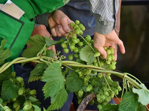 Hop and vine - 